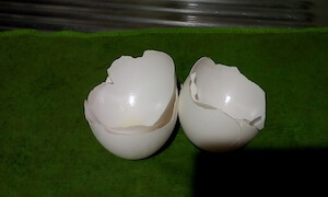 卵の殻